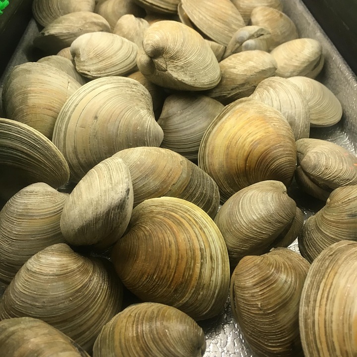 Almejas, Fresco, Mariscos, Los Alimentos, Primas, Mar