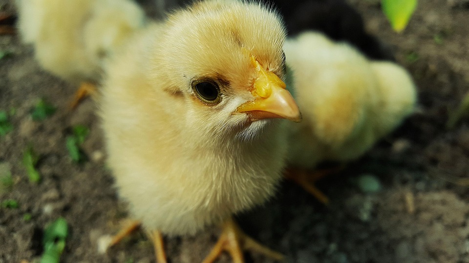 Pollo, Pollito, Amarillo Pollo, Amarillo Polluelos