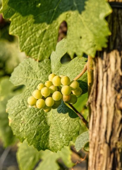 Uvas de Bodegas Delgado